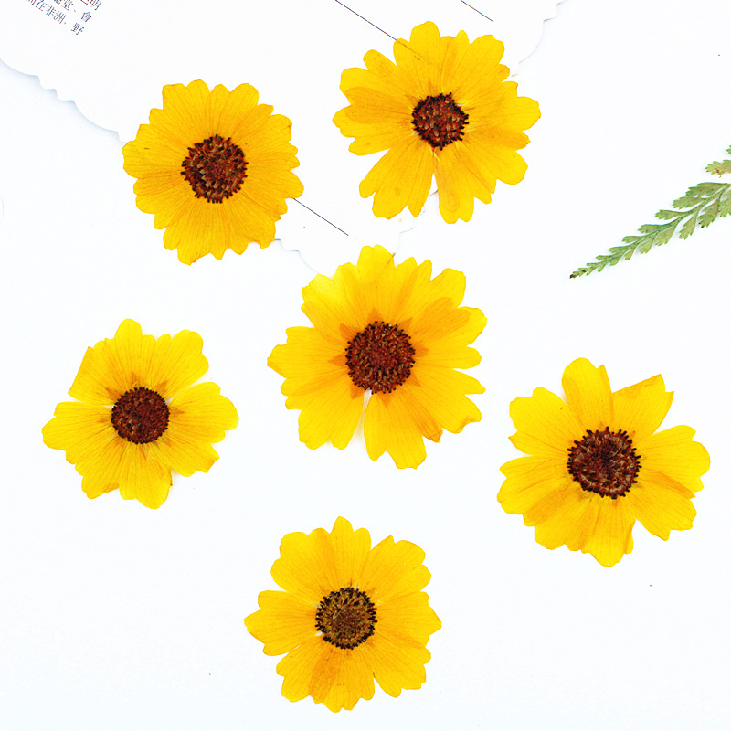 Dried Flower Bookmark - 24pcs,Natural Chrysanthemum Real Pressed Flower for
