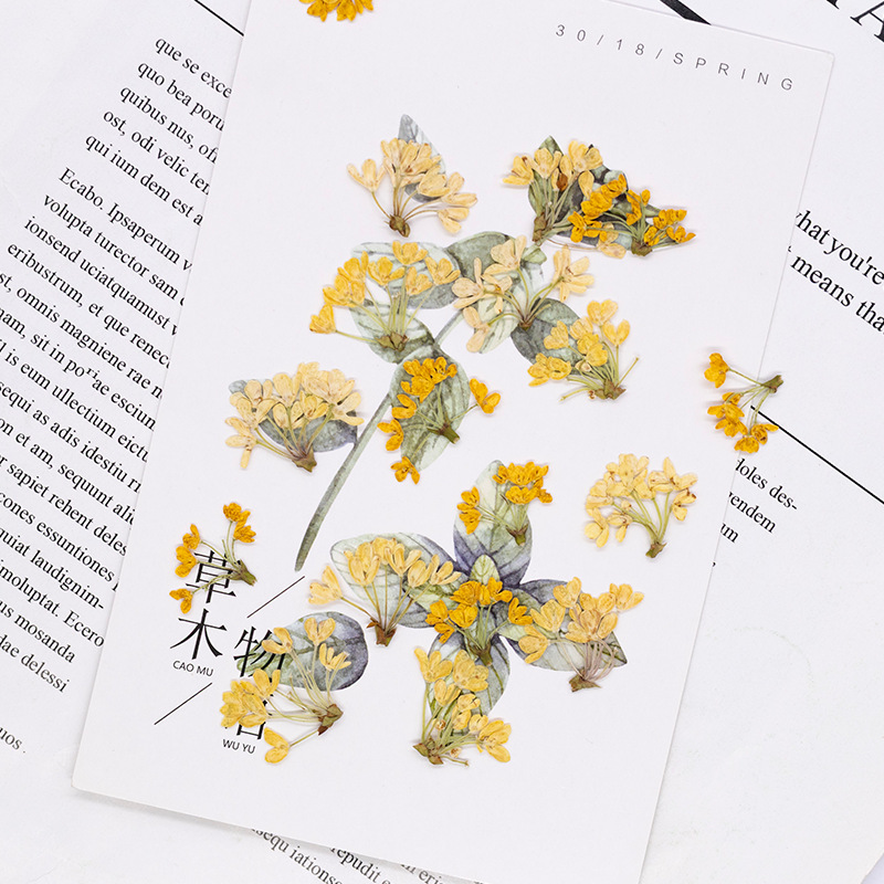 24pcs,Natural Real Pressed Flo - đánh giá và giá Dried Flower Bookmark