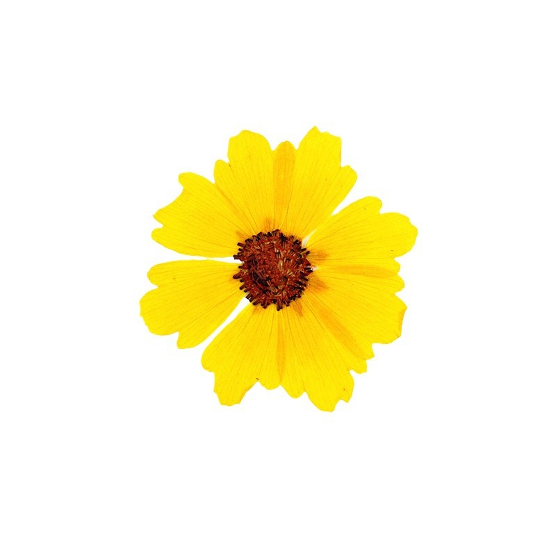 24pcs,Natural Chrysanthemum Re - đánh giá và giá Dried Flower Bookmark