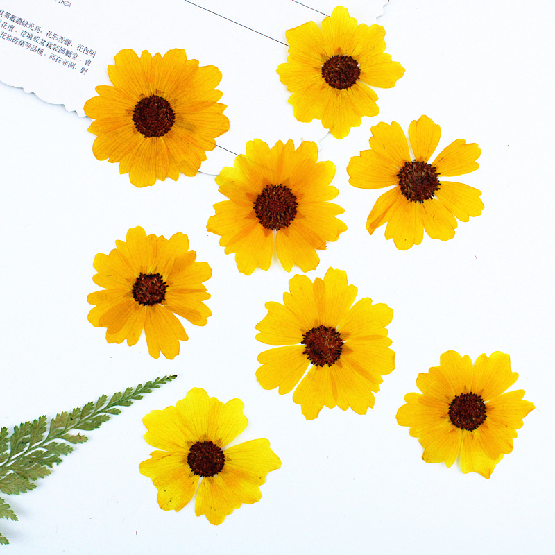 24pcs,Natural Chrysanthemum Re - đánh giá và giá Dried Flower Bookmark