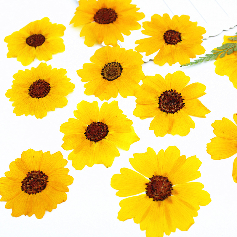 24pcs,Natural Chrysanthemum Re - đánh giá và giá Dried Flower Bookmark